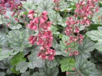 Heuchera Berry Timeless - 9cm pot