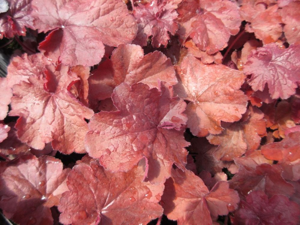 Heuchera Forever Red - 9cm pot