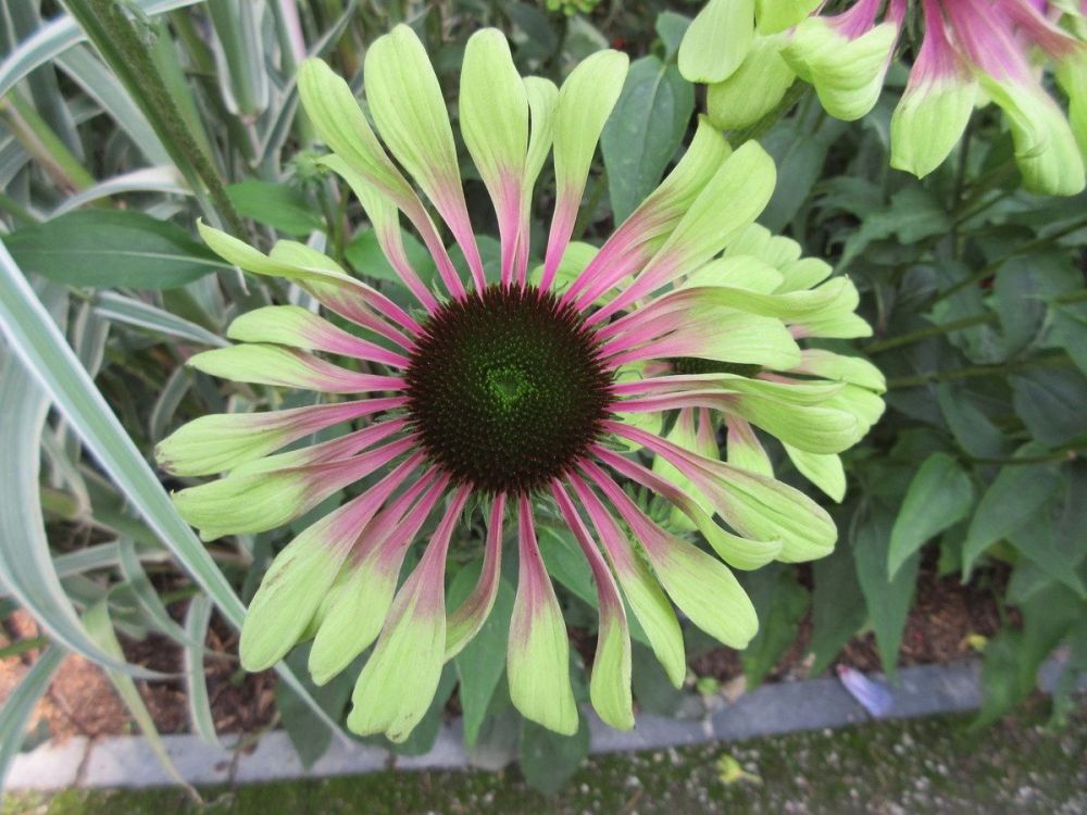 Echinacea purpurea Green Twister - 9cm pot