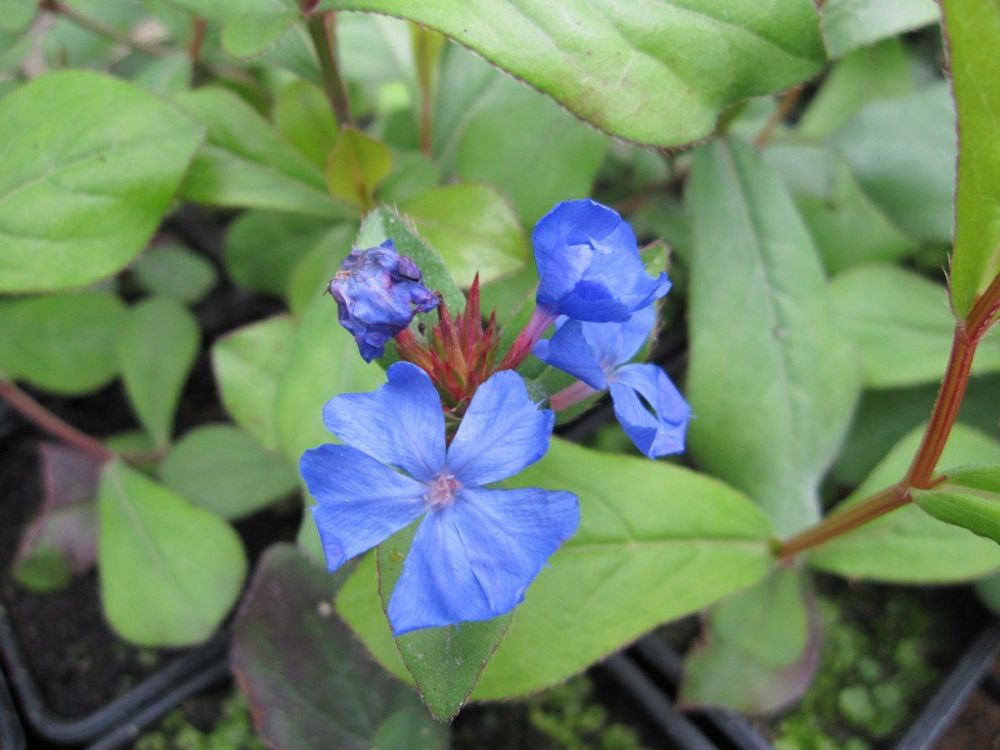 Ceratostigma plumbaginoides - 9cm pot