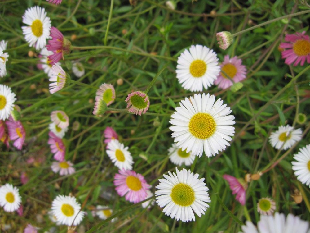 Erigeron karvinskianus - 1 litre pot