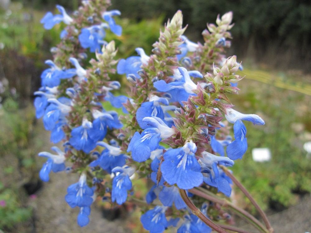 Salvia uliginosa - 2 litre pot