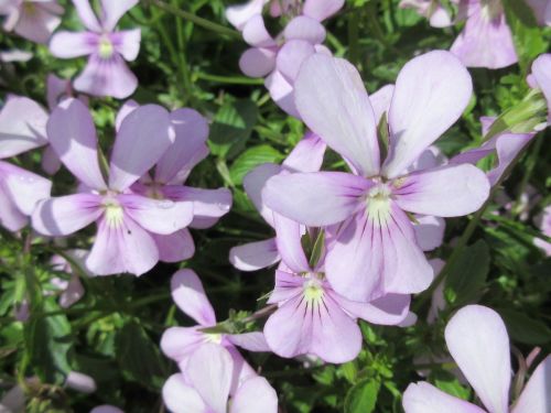 Viola cornuta Victoria's Blush - 9cm pot