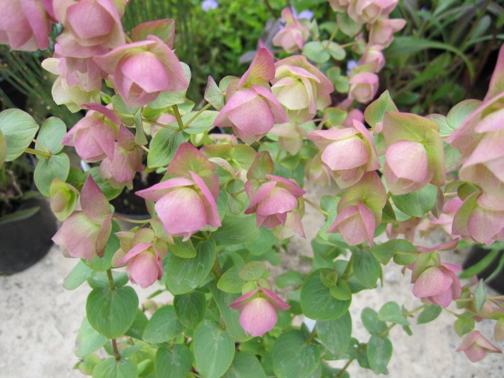 Origanum Kent Beauty - 2 litre pot
