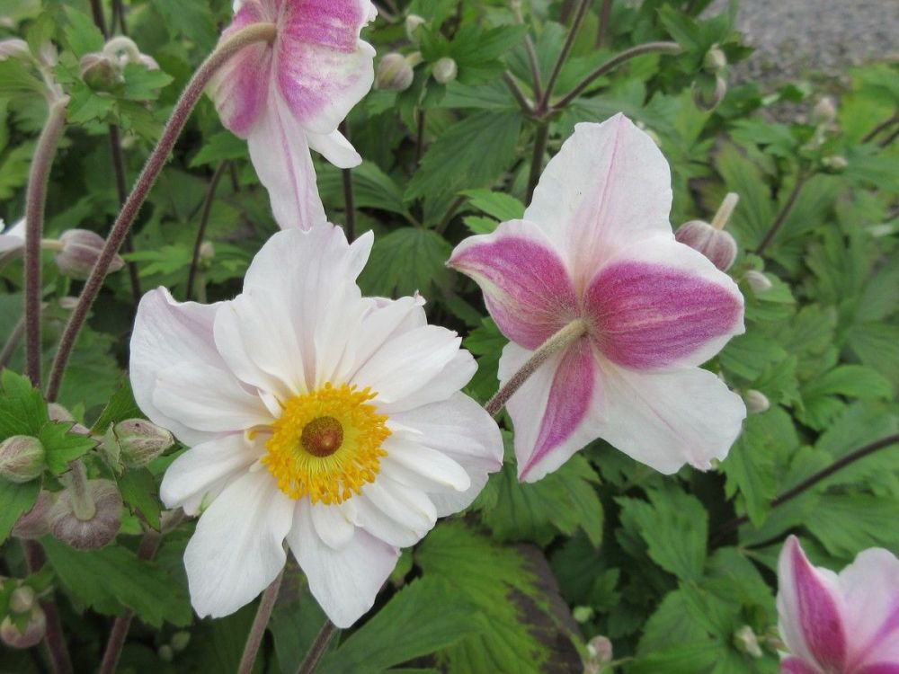 Anemone Dainty Swan - 2 litre pot