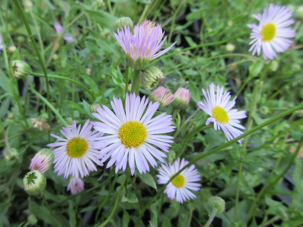 Erigeron karvinskianus Lavender Lady - 1 litre pot