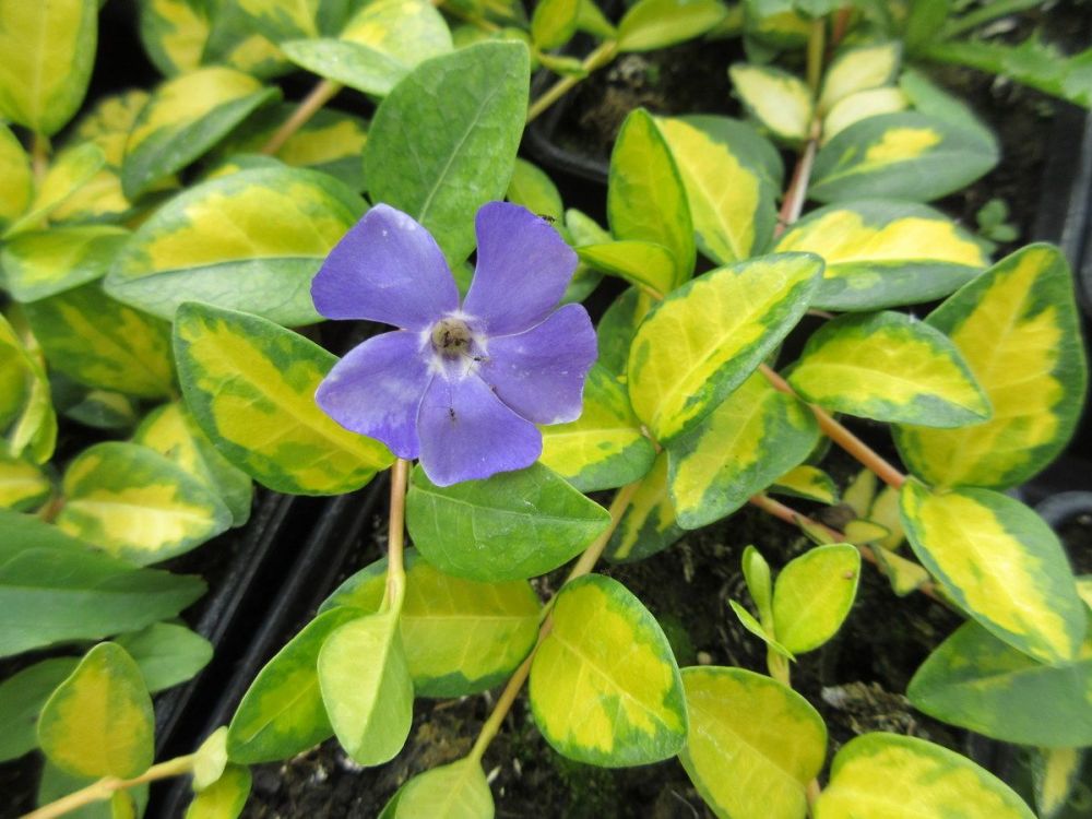 Vinca minor Illumination - 9cm pot