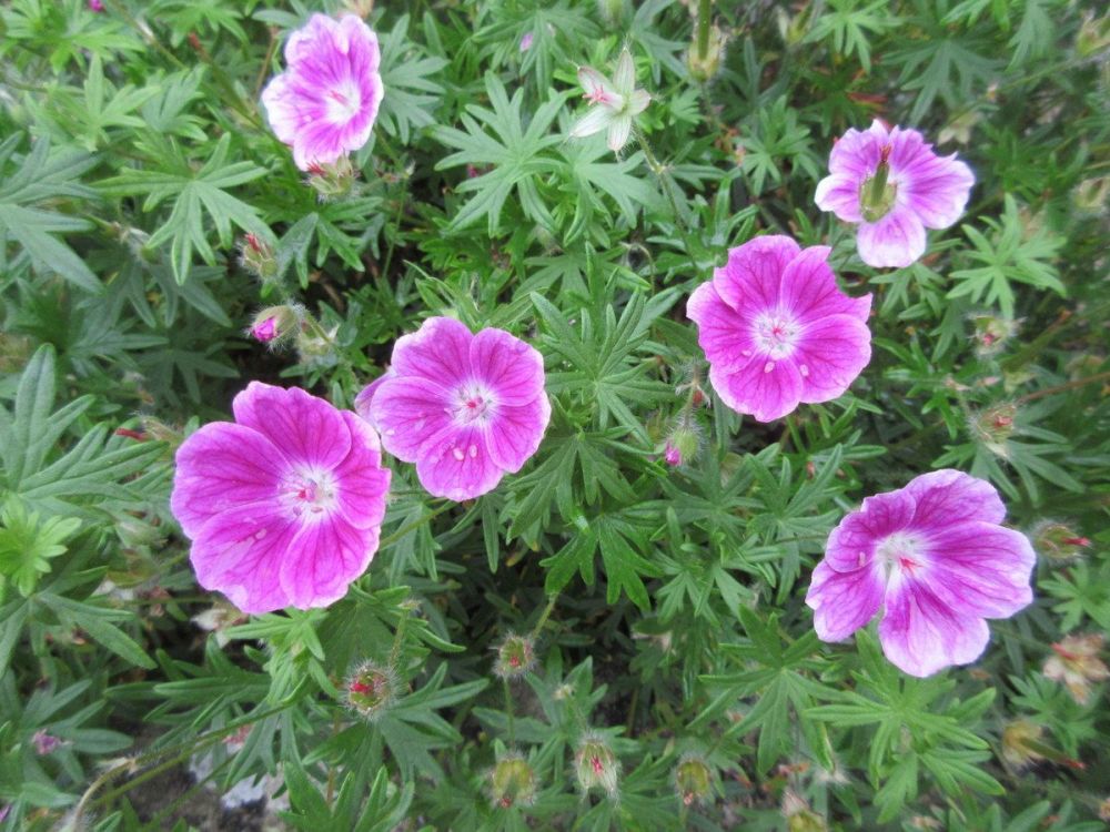 Geranium Elke - 9cm pot
