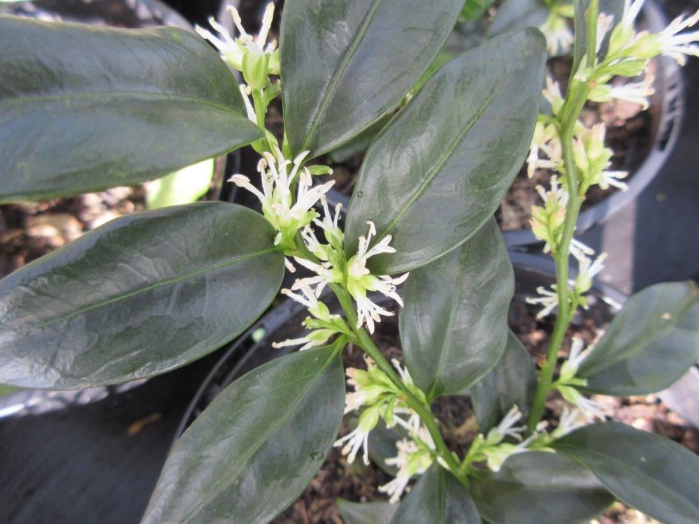 Sarcococca confusa - 3 litre pot
