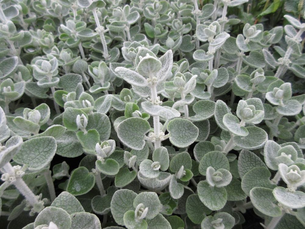 Ballota pseudodictamnus - 2 litre pot