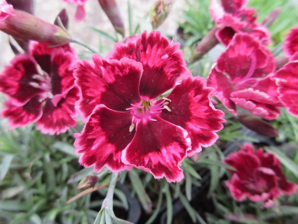 Dianthus Cherry Burst - 9cm pot