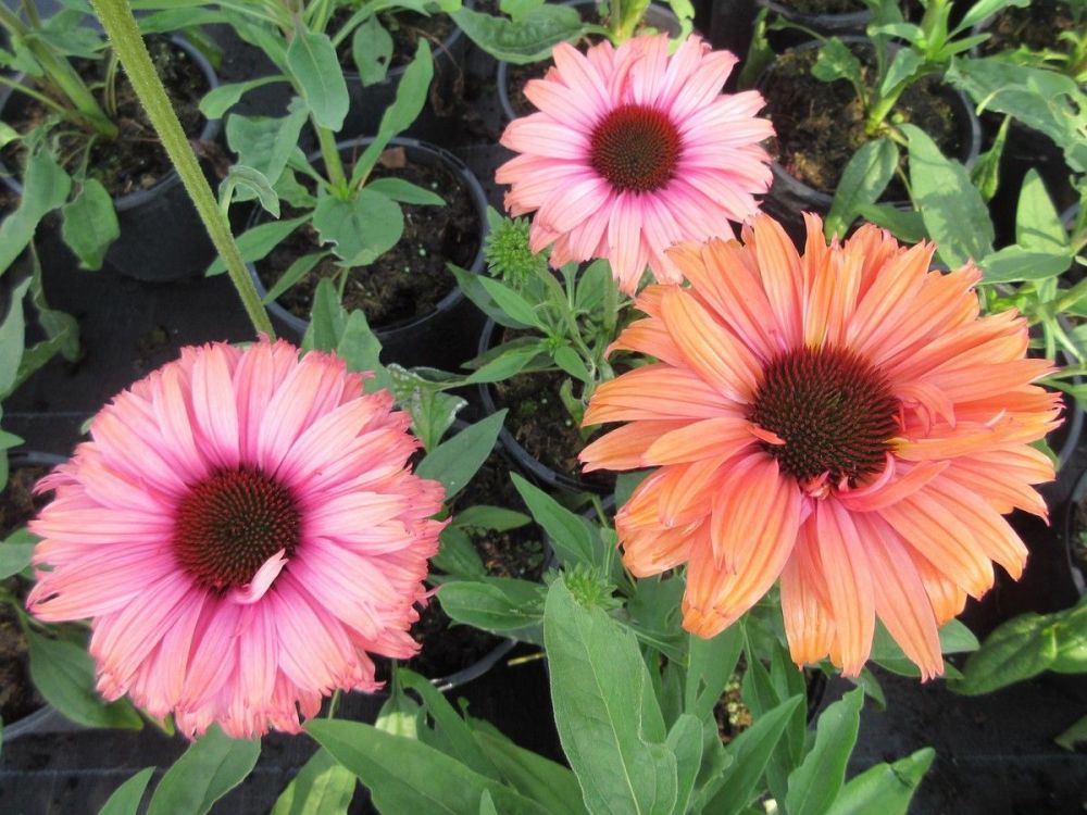 Echinacea SunSeekers Rainbow - 9cm pot