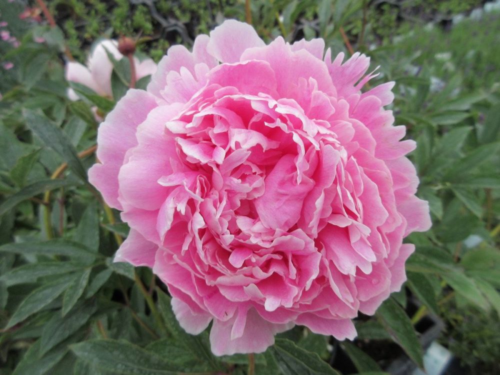 Paeonia lactiflora Sarah Bernhardt - 3 litre pot