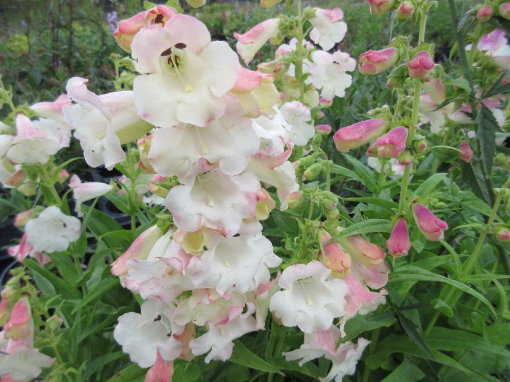 Penstemon Arabesque Appleblossom - 2 litre pot