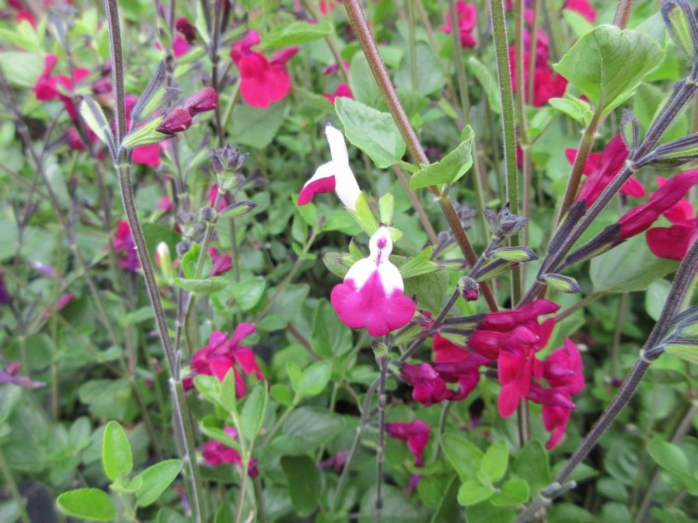 Salvia Cherry Lips - 9cm pot