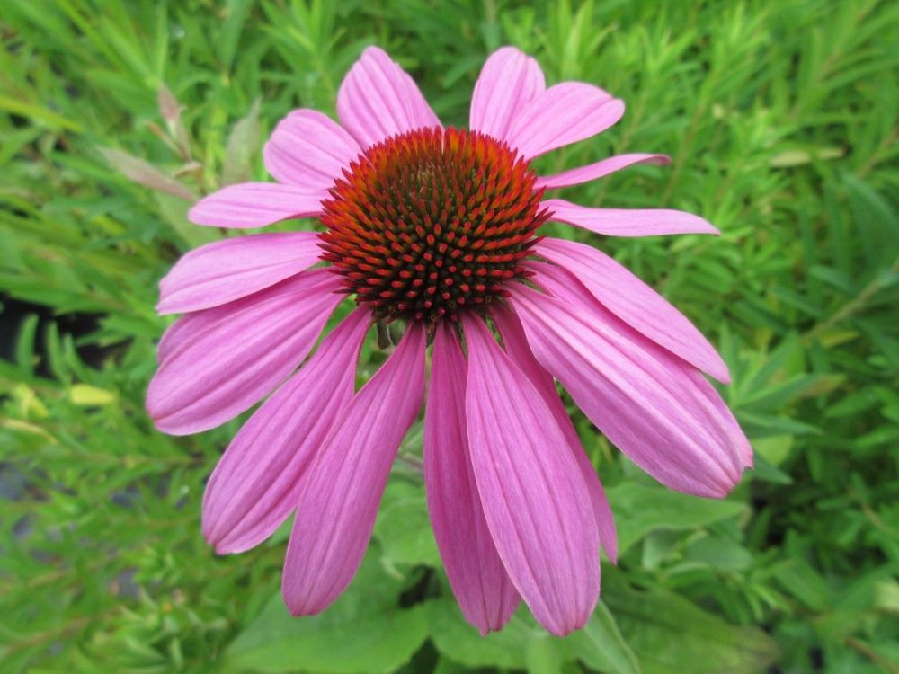 Echinacea purpurea Prairie Splendor Deep Rose - 2 litre pot
