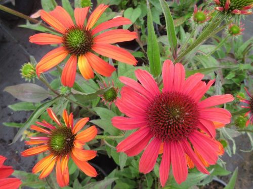 Echinacea SunSeekers Coral -  9cm pot