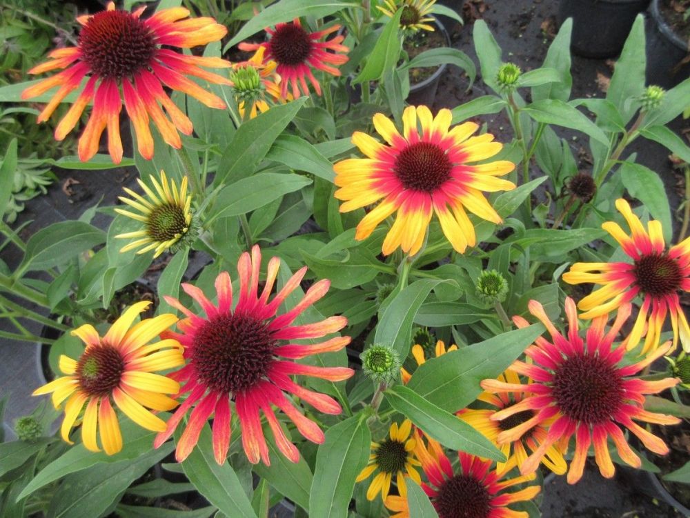 Echinacea SunSeekers Tequila Sunrise - 2 litre pot