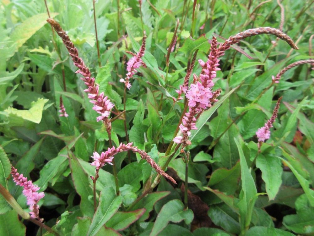 Persicaria Pink Elephant - 9cm pot