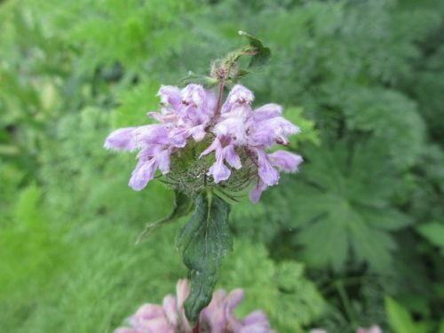 Phlomis tuberosa Amazone - 9cm pot