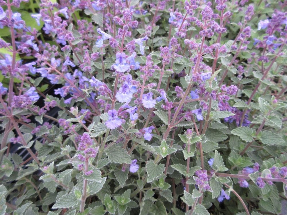 Nepeta x faassenii Kit Cat - 9cm pot