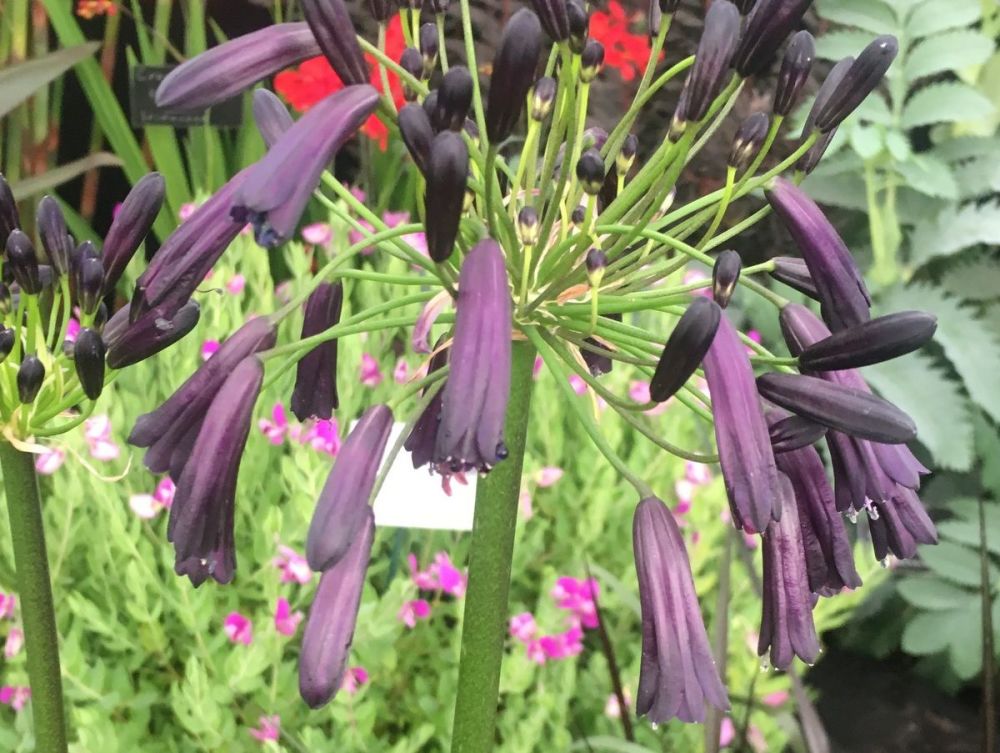 Agapanthus Black Magic - 9cm pot