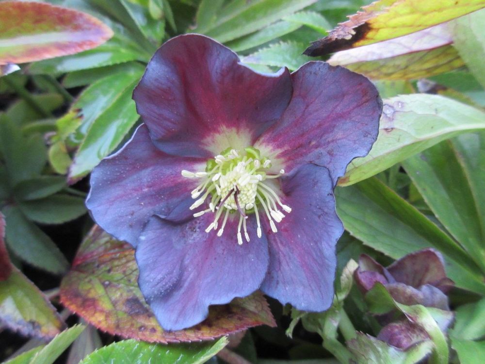 Helleborus x hybridus Pretty Ellen Purple - 9cm pot