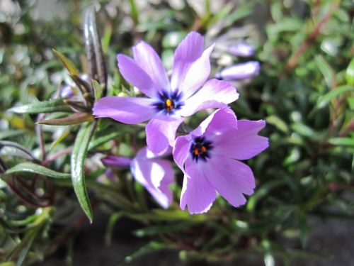 Phlox subulata Purple Beauty - 9cm pot