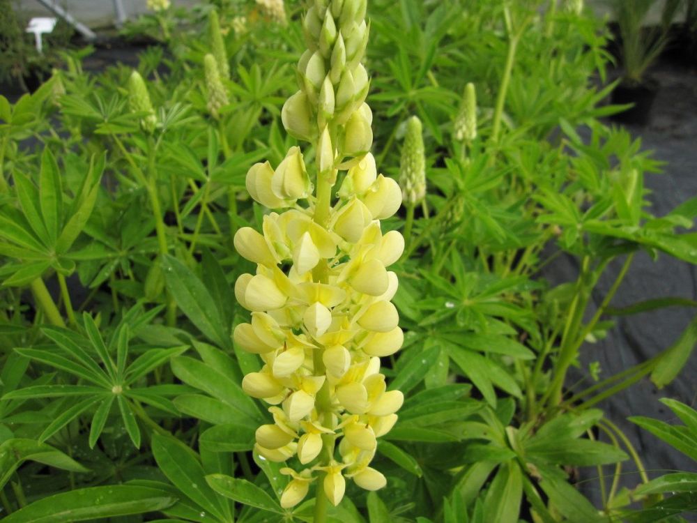 Lupinus Gallery Yellow - 9cm pot