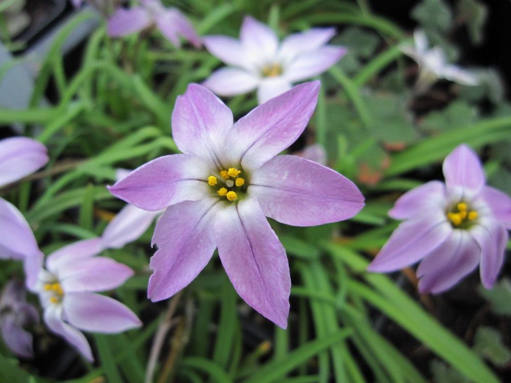 Ipheion uniflorum Charlotte Bishop - 9cm pot