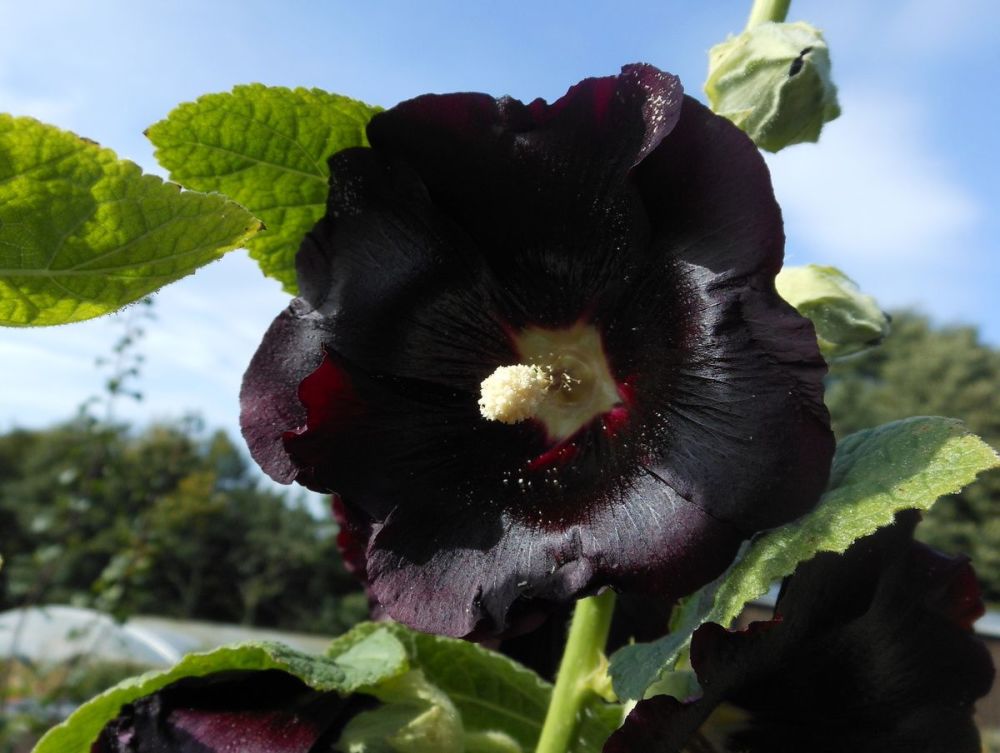 Alcea rosea Nigra - 9cm pot 
