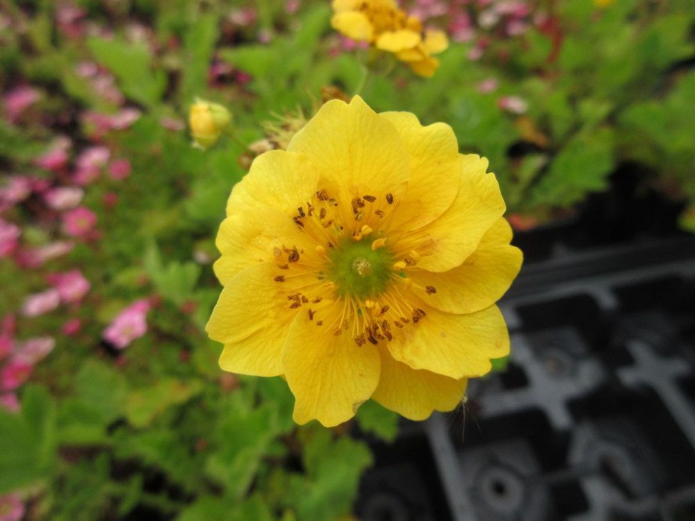 Geum Lady Stratheden - 9cm pot