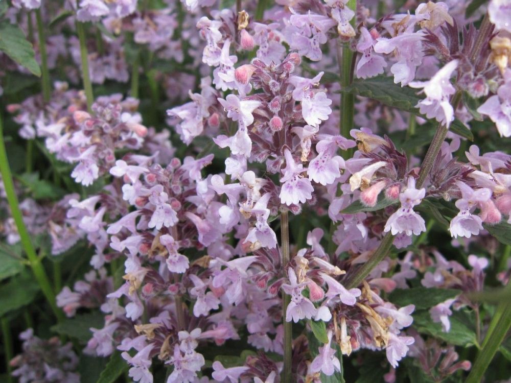 Nepeta racemosa Amelia - 9cm pot