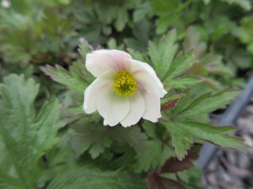 Anemone sylvestris - 9cm pot