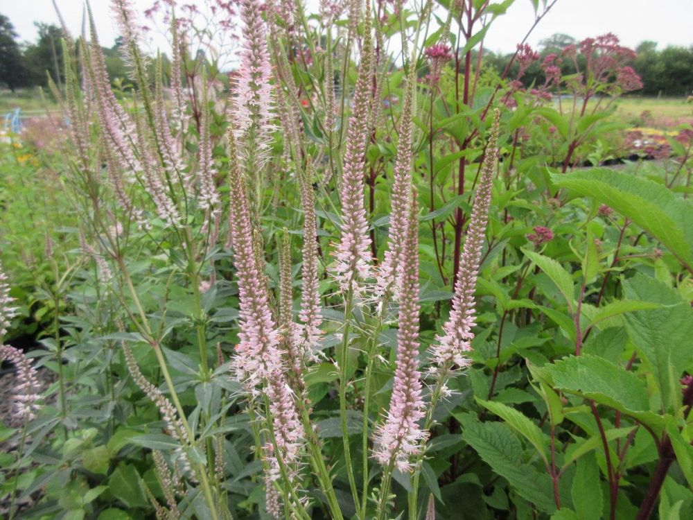 Veronicastrum virginicum f. roseum Pink Glow - 2 litre pot