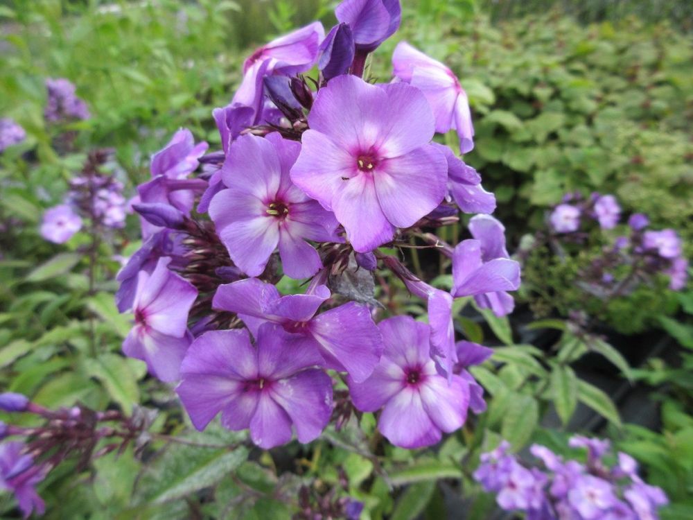 Phlox paniculata Blue Paradise - 2 litre pot