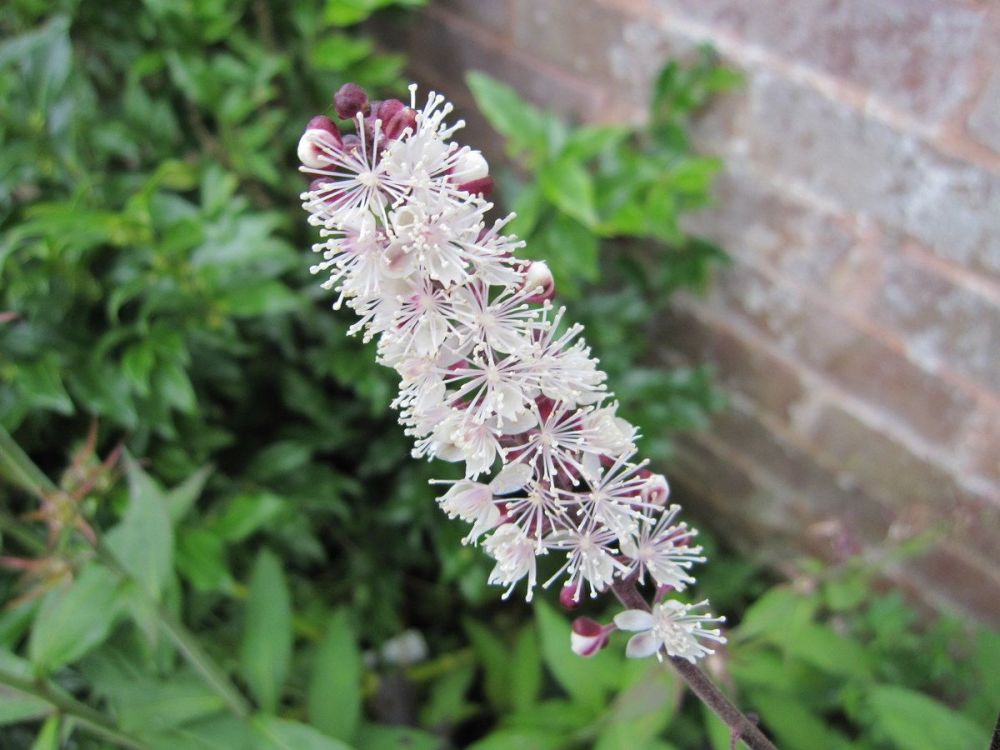 Actaea simplex Pink Spike - 2 litre pot