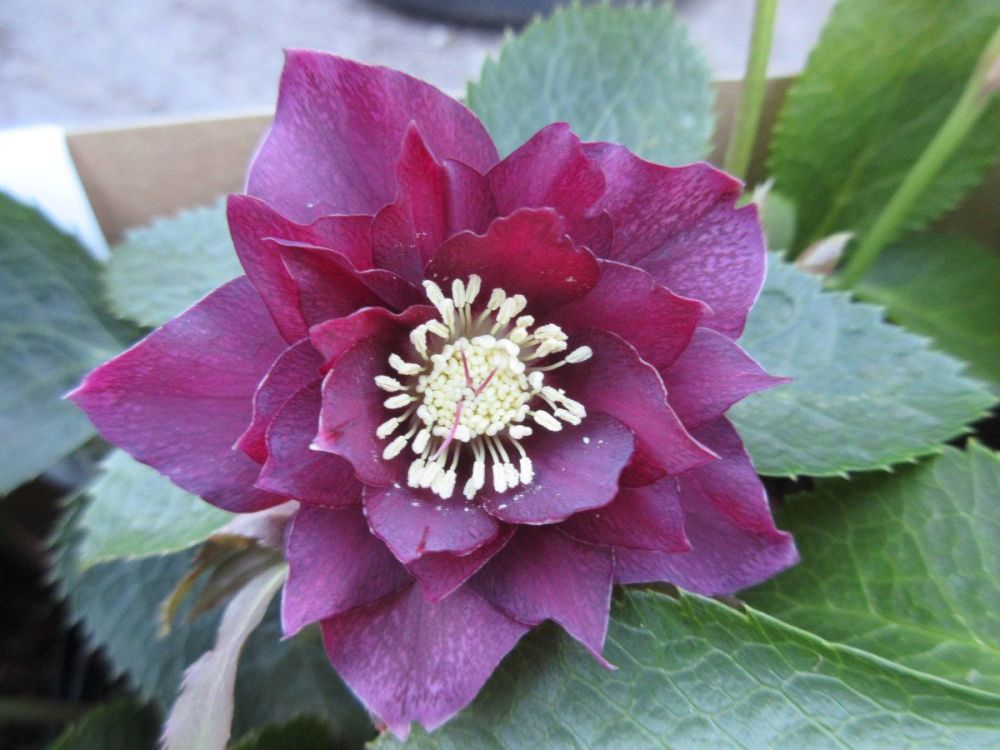 Helleborus x hybridus Double Ellen Purple - 9cm pot
