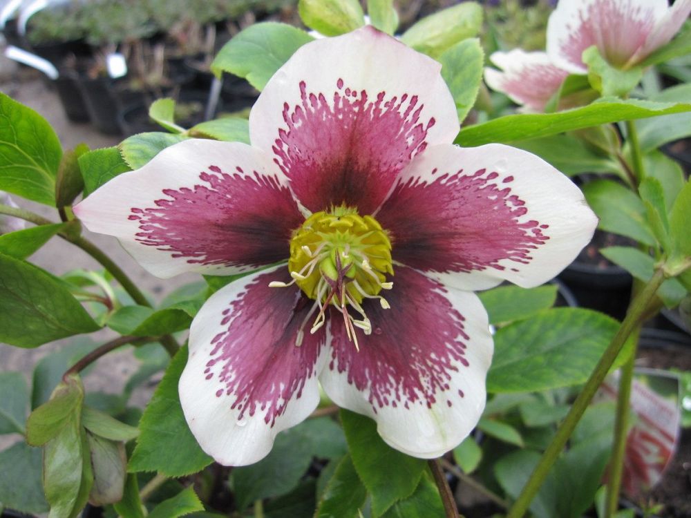 Helleborus x hybridus Pretty Ellen White Spotted - 9cm pot