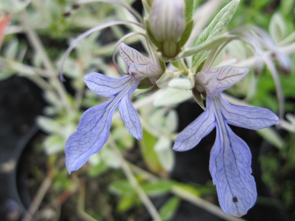 Teucrium fruticans - 9cm pot