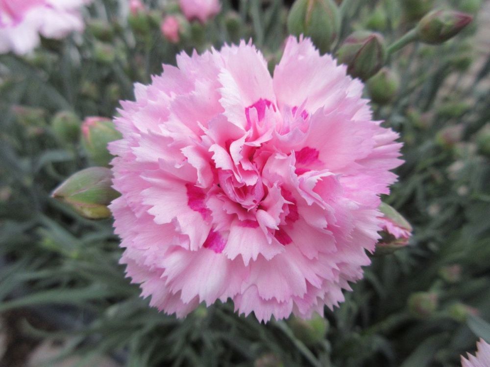 Dianthus Candy Floss - 1 litre pot