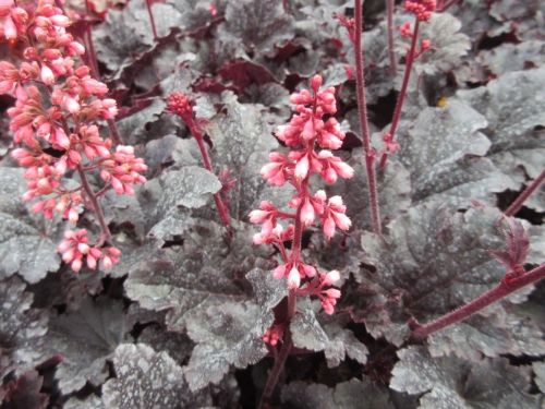 Heuchera Timeless Night - 9cm pot