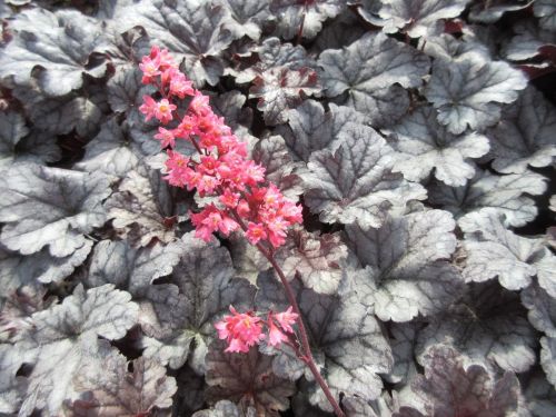 Heuchera Timeless Treasure - 9cm pot