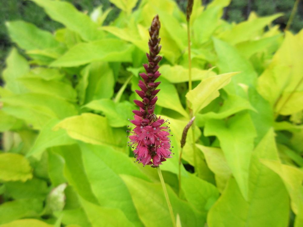 Persicaria amplexicaulis Golden Arrow - 9cm pot