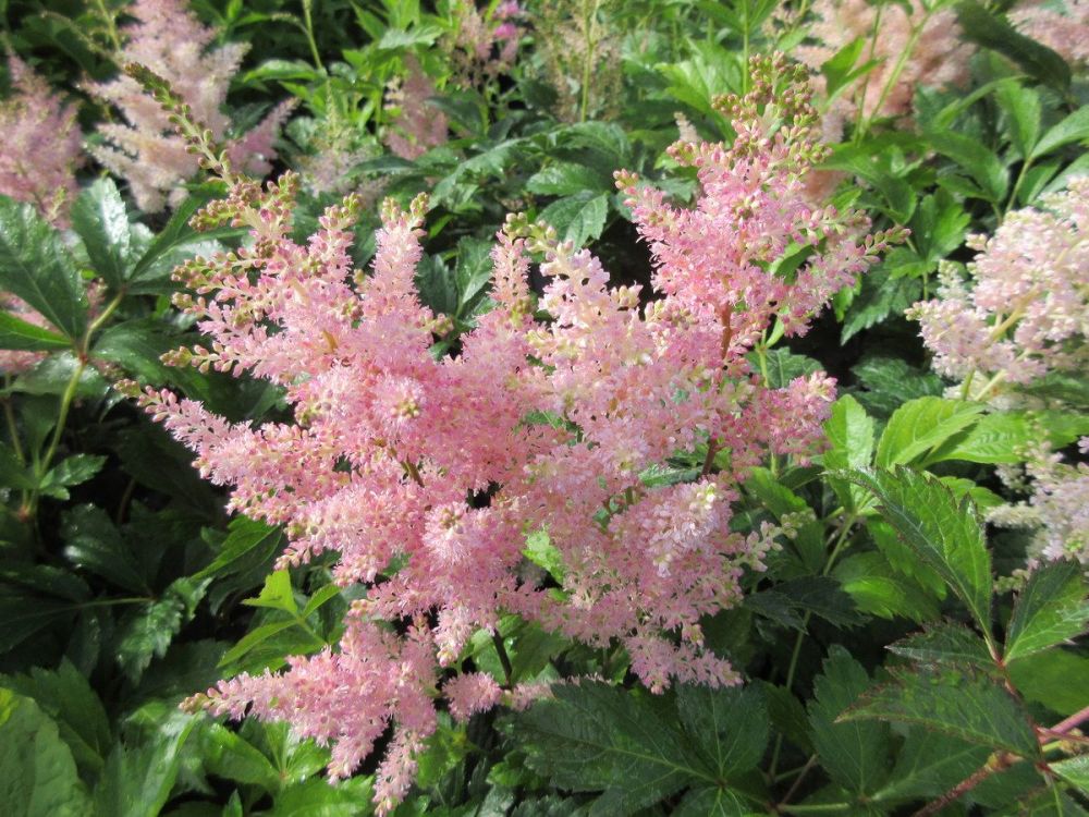 Astilbe Europa (japonica hybrid) - 2 litre pot