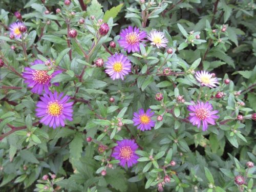 Aster ageratoides Ezo Murasaki - 9cm pot