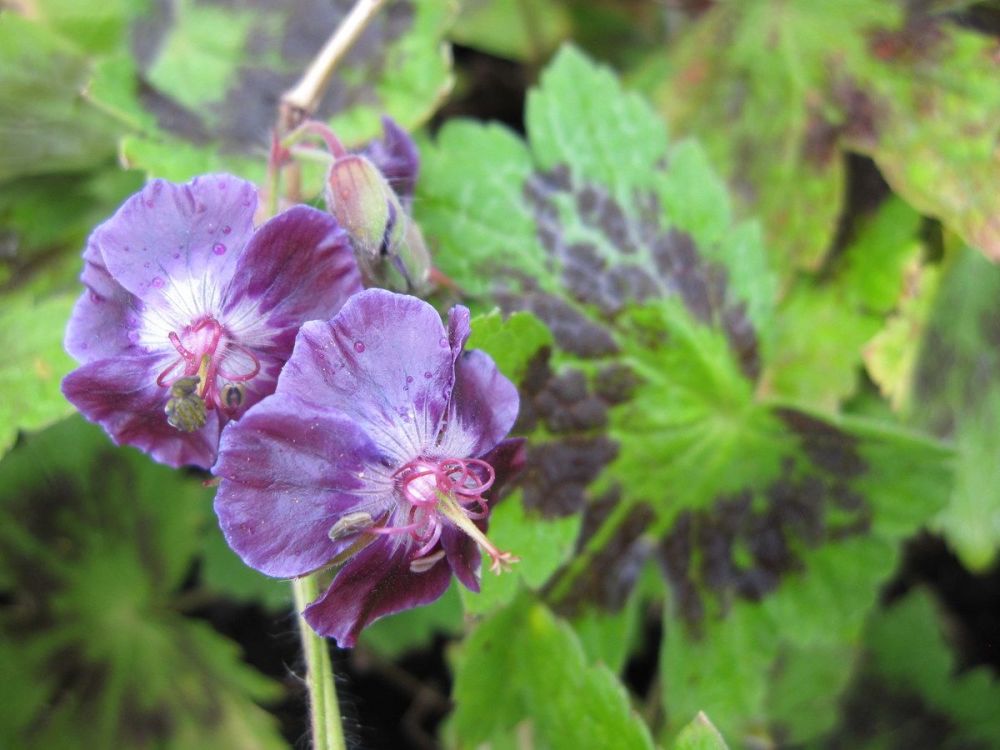 Geranium phaeum var. phaeum Samobor - 9cm pot