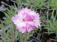 Dianthus Pike's Pink - 9cm pot