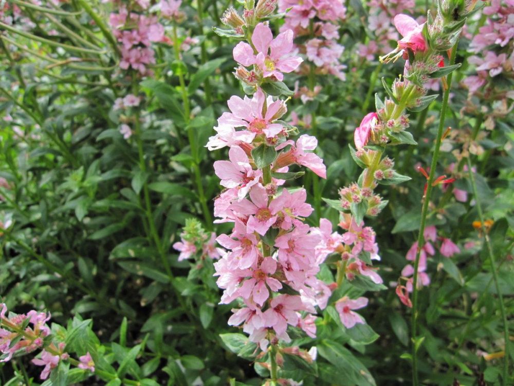 Lythrum salicaria Blush - 9cm pot