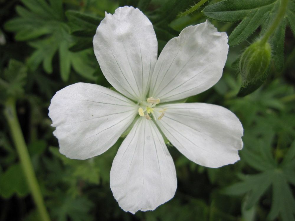 Geranium sanguineum Album - 9cm pot